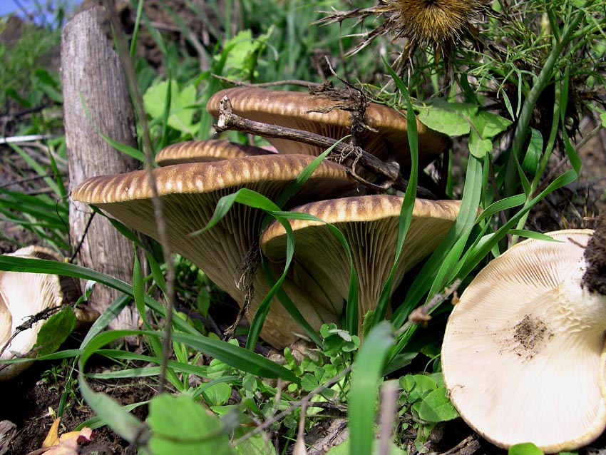 Pleurotus eryngii (Cardunceddhu)